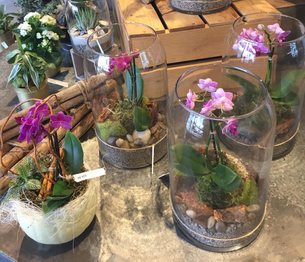 These plant and flower shops are really growing on us | City of Penticton