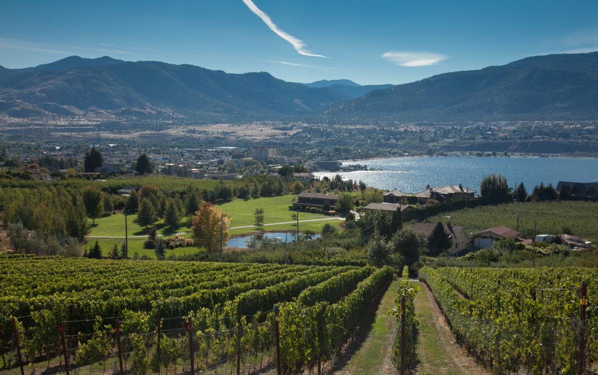 Penticton vineyards